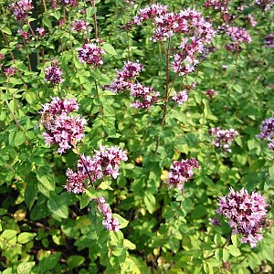 Foto van de desbetreffende plant